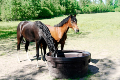 Släppet som kan slå fel – här är hästarna som inte ska gå på bete