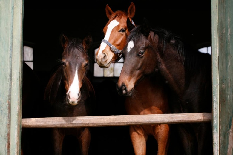 EHV-1 och kvarka i Skåne