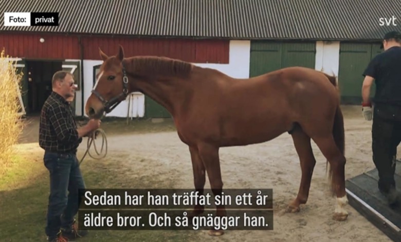 Kolla klippet: Paradhästen flyttar hem och går i pension