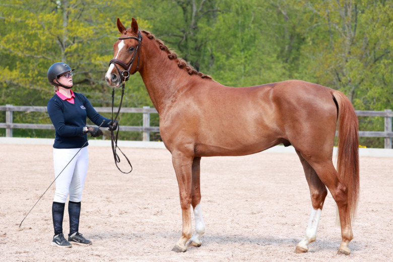 Springbank-sonen en kopia av sin mormor