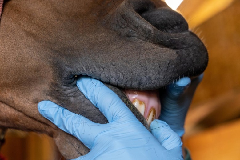 Veterinären om hästtandvård – därför ska du tänka på vem du anlitar