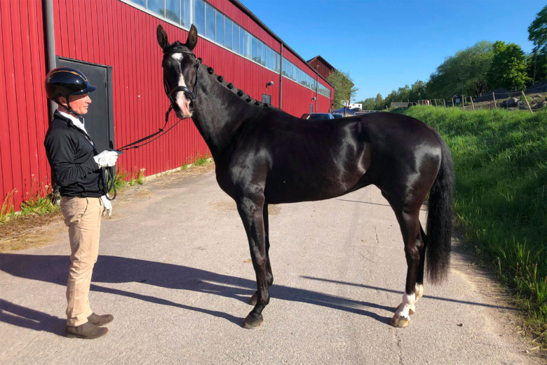 Full pott för Ironman H-avkommorna