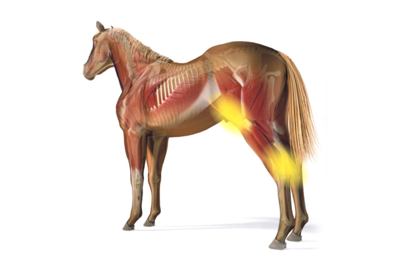 Svårt att känna hälta från bakben