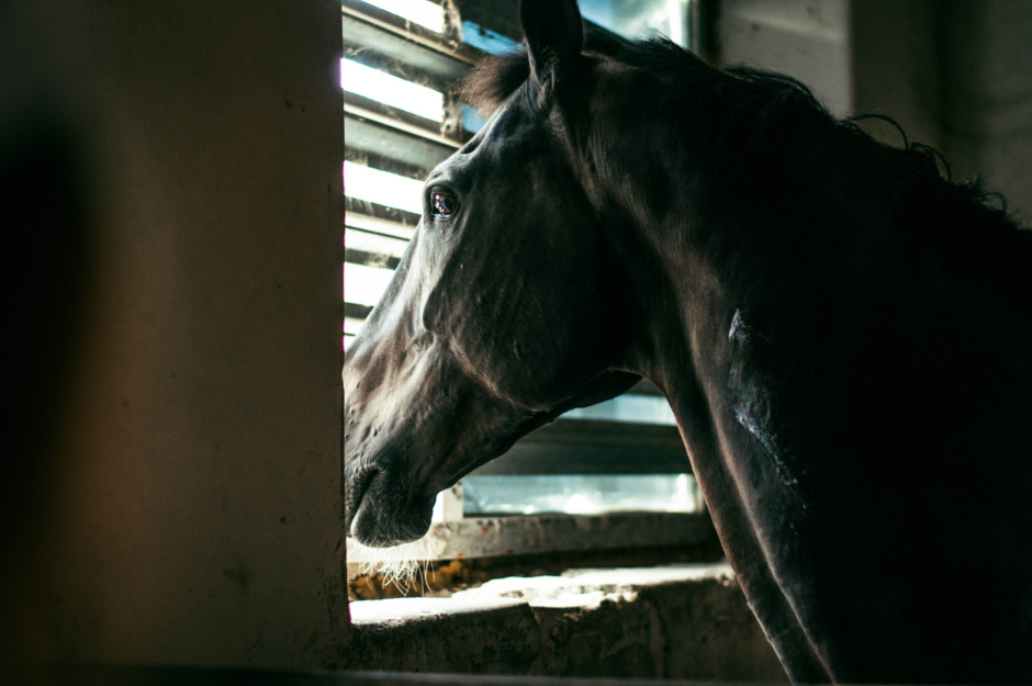 Hästar som blir ensamma visar stressade ansiktsuttryck
