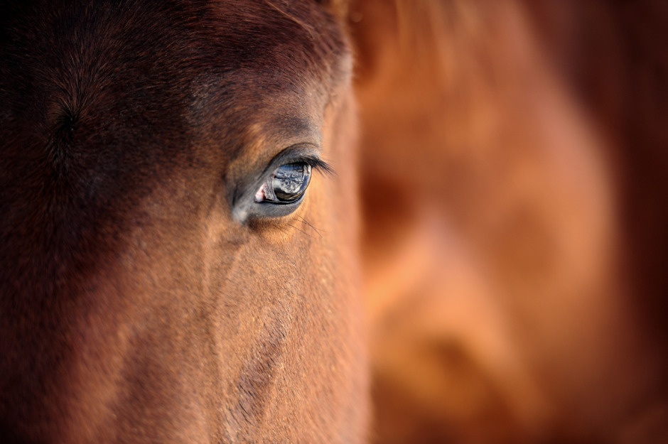 Hästar gick ner sig i kärr – en dog