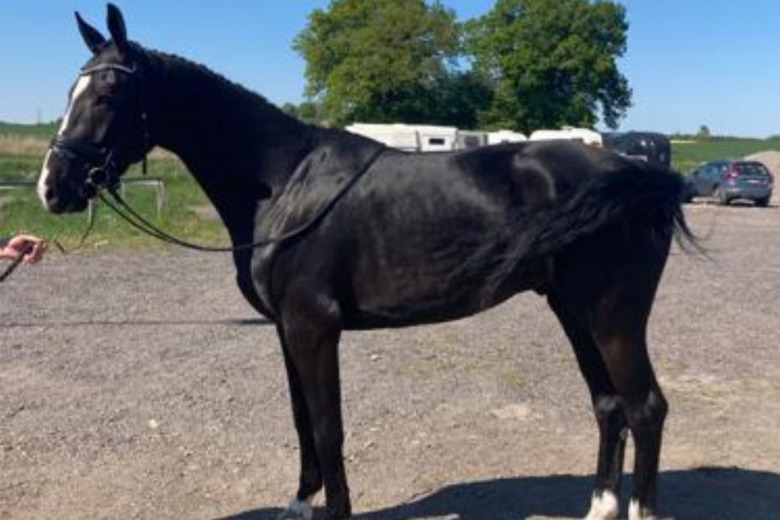 Siktet ställt mot unghäst-VM