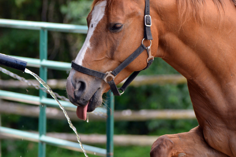 Ge hästen fräscht vatten