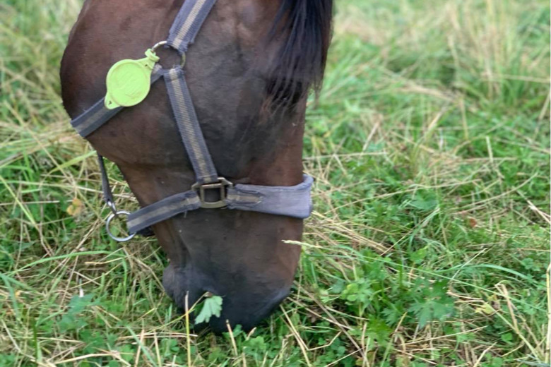 Citrondoften håller insekter på avstånd
