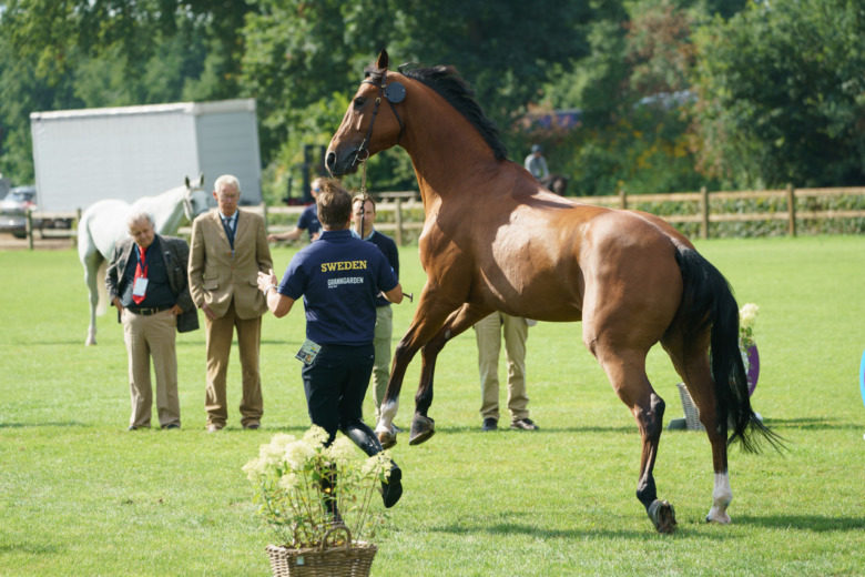 Höga förhoppningar med oprövade mästerskapshästar