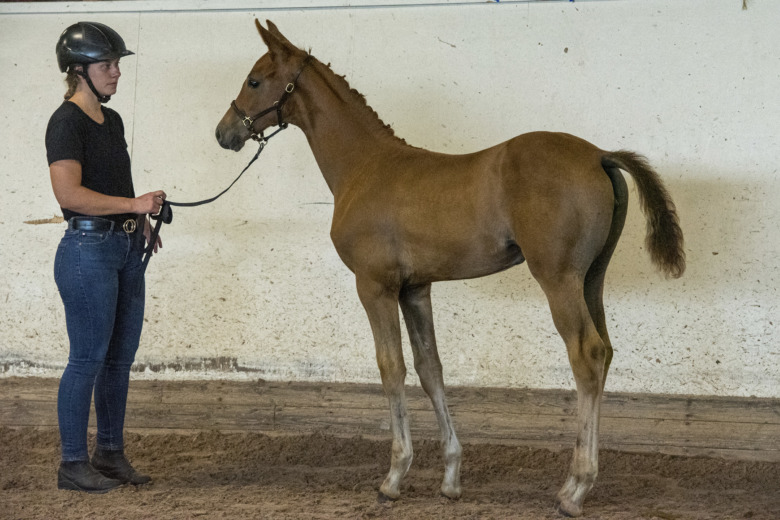 Fem Concordia gav en Chanel
