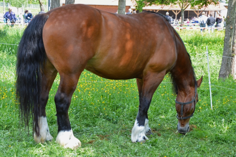 Så påverkas hästens prestation av andel kroppsfett