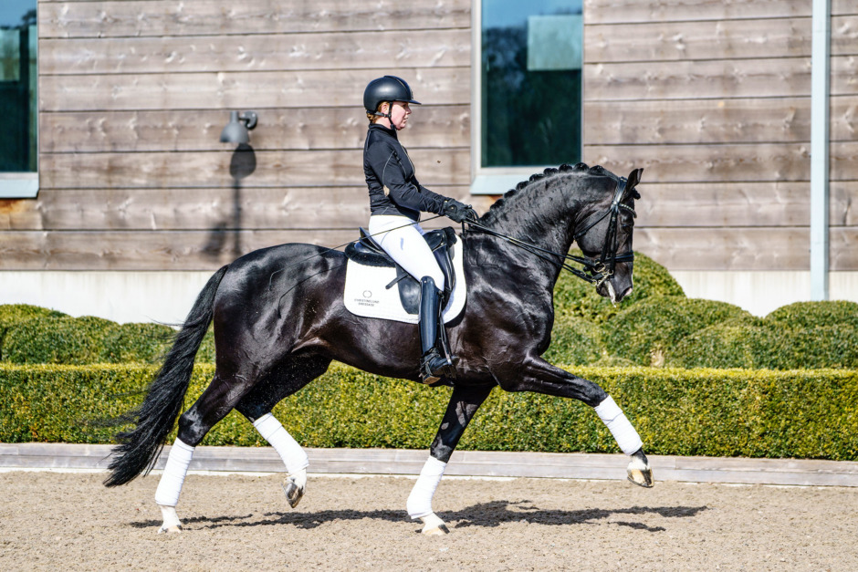 Hingstarna med flest avkommor på årets unghästtest