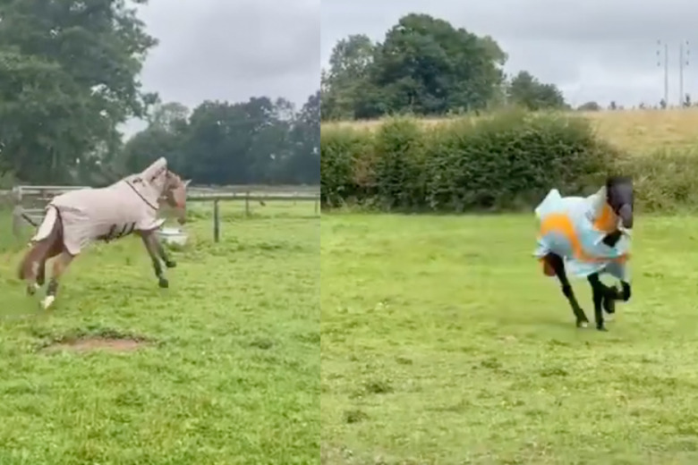 Kolla klippen: Lyckliga hemvändare