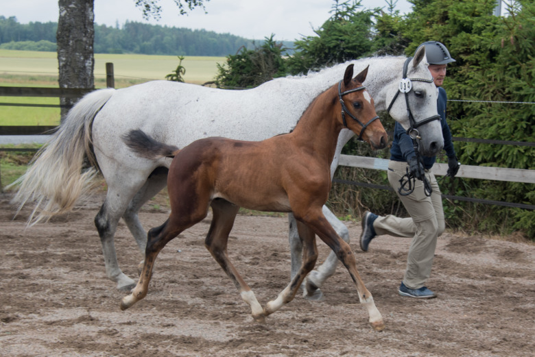 En tredjedel av fölen över 80 procent i Mälardalen