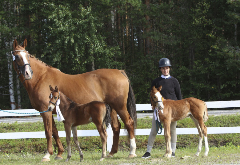 Tvillingföl efter Clever Hill charmade i Vännäs