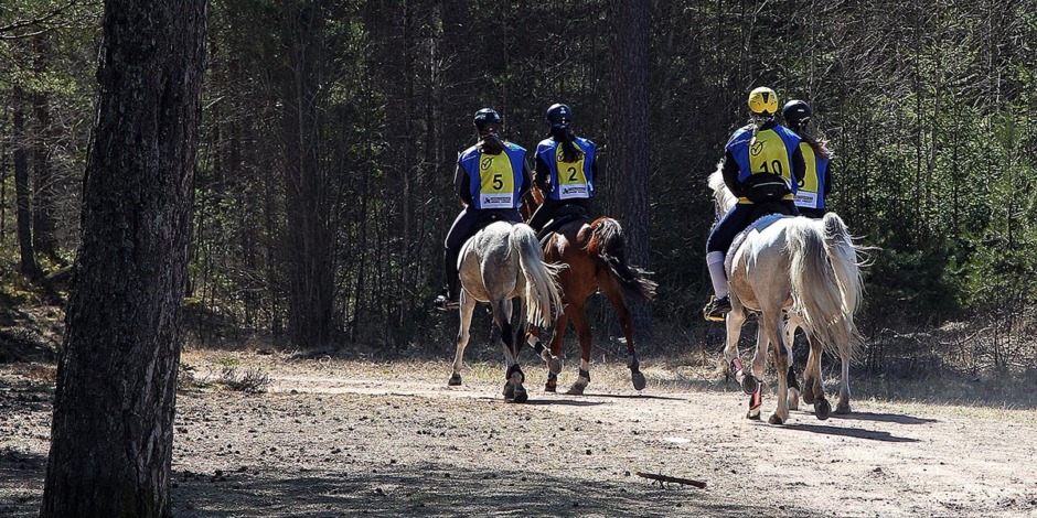 Sveriges juniorer och young riders uttagna till NM i distansritt