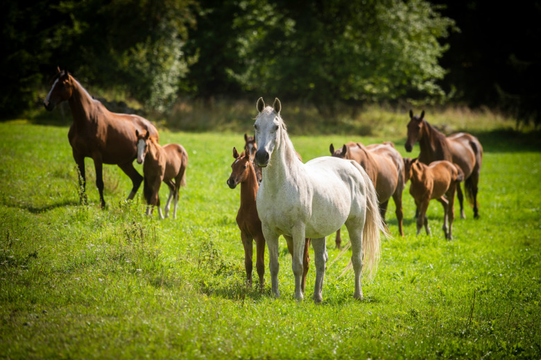 Allt fler uppfödare i Sverige – ny rapport för statistikälskare