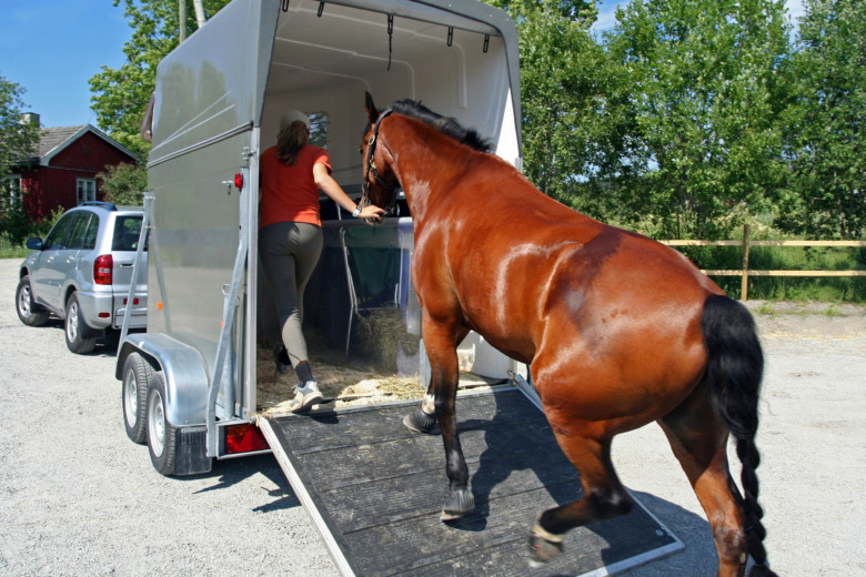 Varannan hästtransport har brister – tre av tio underkänns vid besiktning