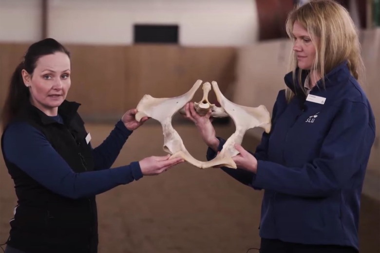 Kolla klippet: Upptäck bakbenshälta hos hästen