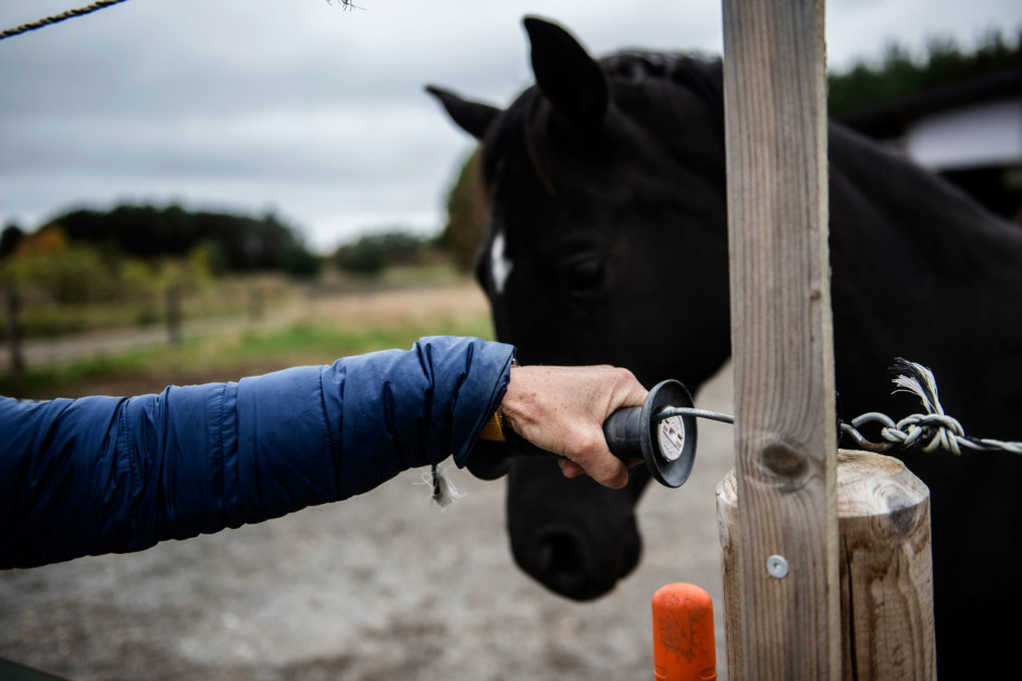 Fulla ungdomar tjuvred och filmade Tiktok-klipp – häst blev halt