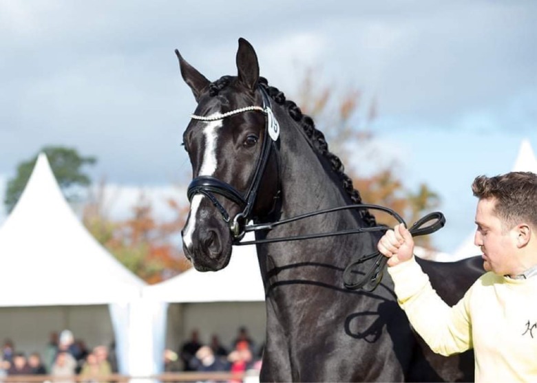 Hingstbloggen: ”Välförtjänt den dyraste på auktionen”