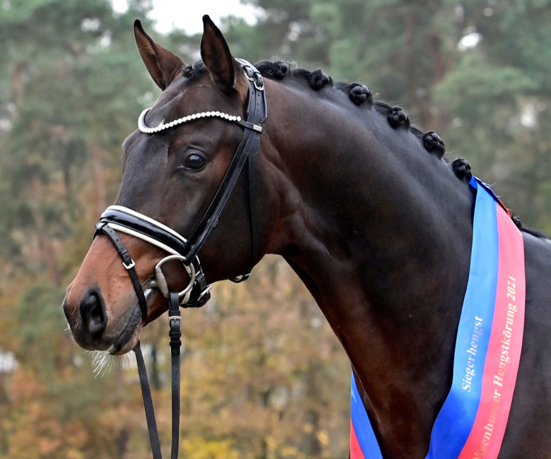 Hingstbloggen: ”Otroligt funktionell herre”