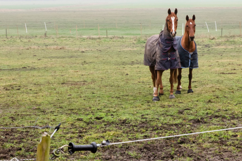 Hästar lika rädda för kor som för en låda