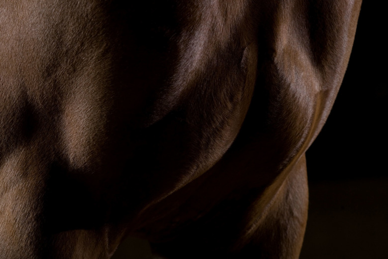 Hästen – ett muskelpaket