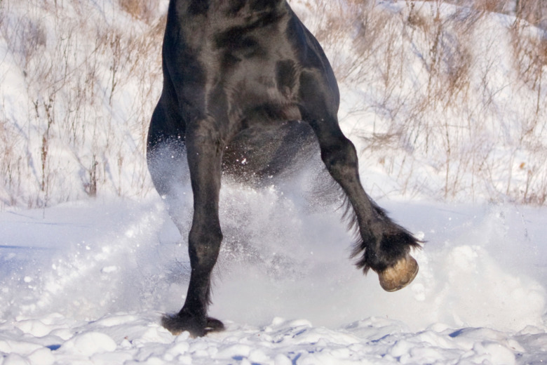 Djursjukgymnasten om sträckningar: ”Blir inte 100 procent återställd”
