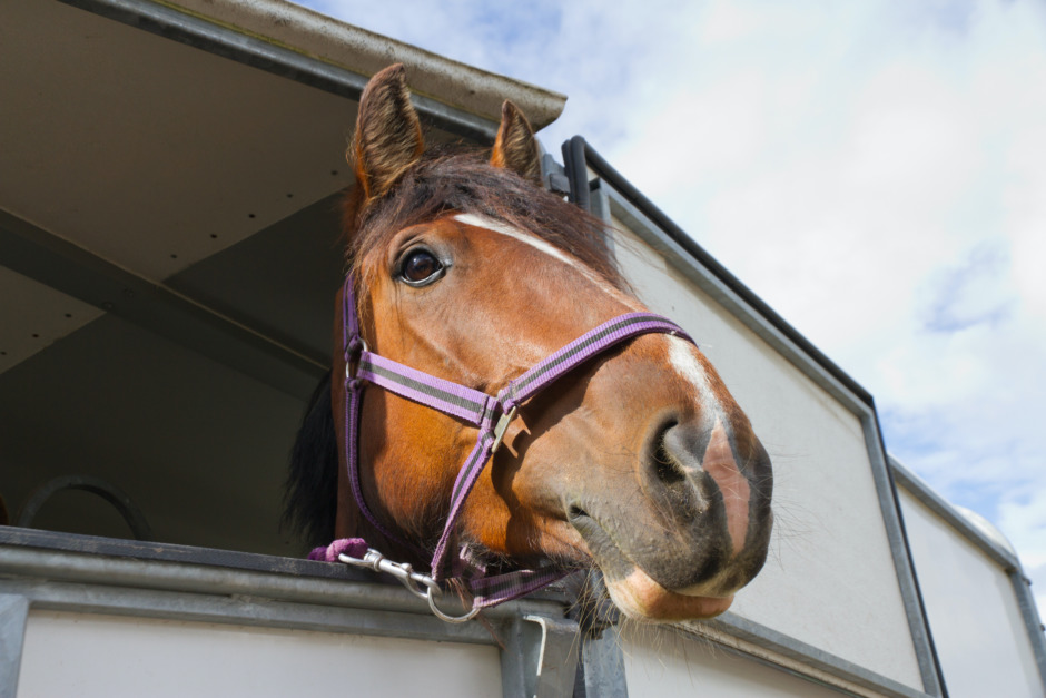 Drogpåverkad hästhandlare körde hästar