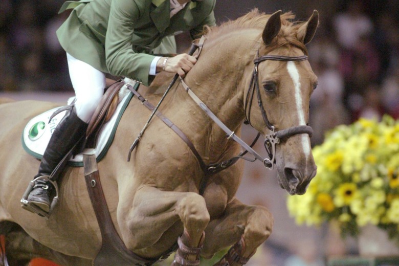 Bästa morfarshingstarna i hoppning listade