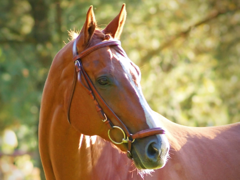 Nyårsraketerna orsakade hästens död