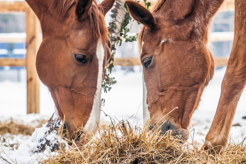 Hästorganisationer i samarbete för bättre smittskydd