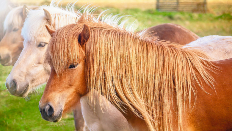 Ministern uppmanas agera mot Islands blodindustri