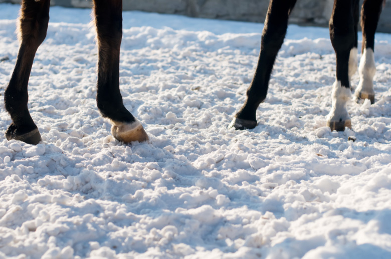 Trotsade djurförbud – SWB-hästar omhändertas