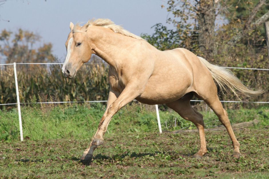 Kan en häst ha ADHD?