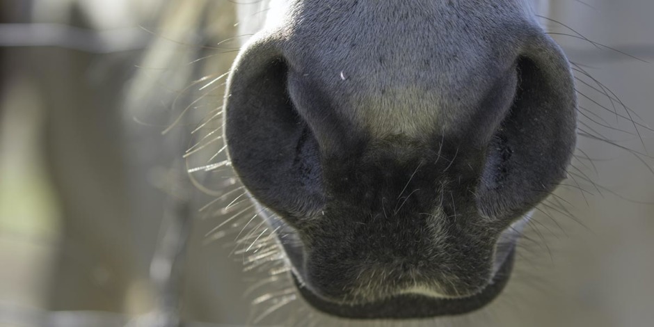 SLU-docenten varnar för bremsning – plågsamt