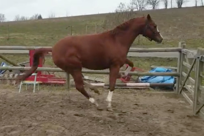 Kolla klippet: Storstilad dräktighetsgymnastik