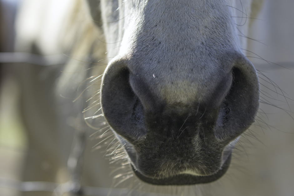 Hittade döda hästar i boxarna – ägarna blir av med tillståndet
