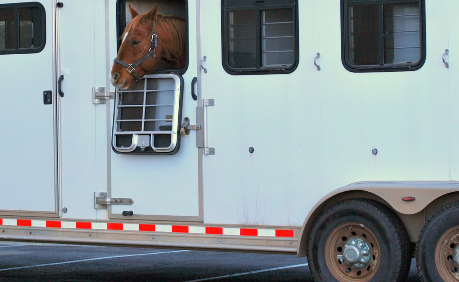 Hästar utan hälsointyg måste isoleras