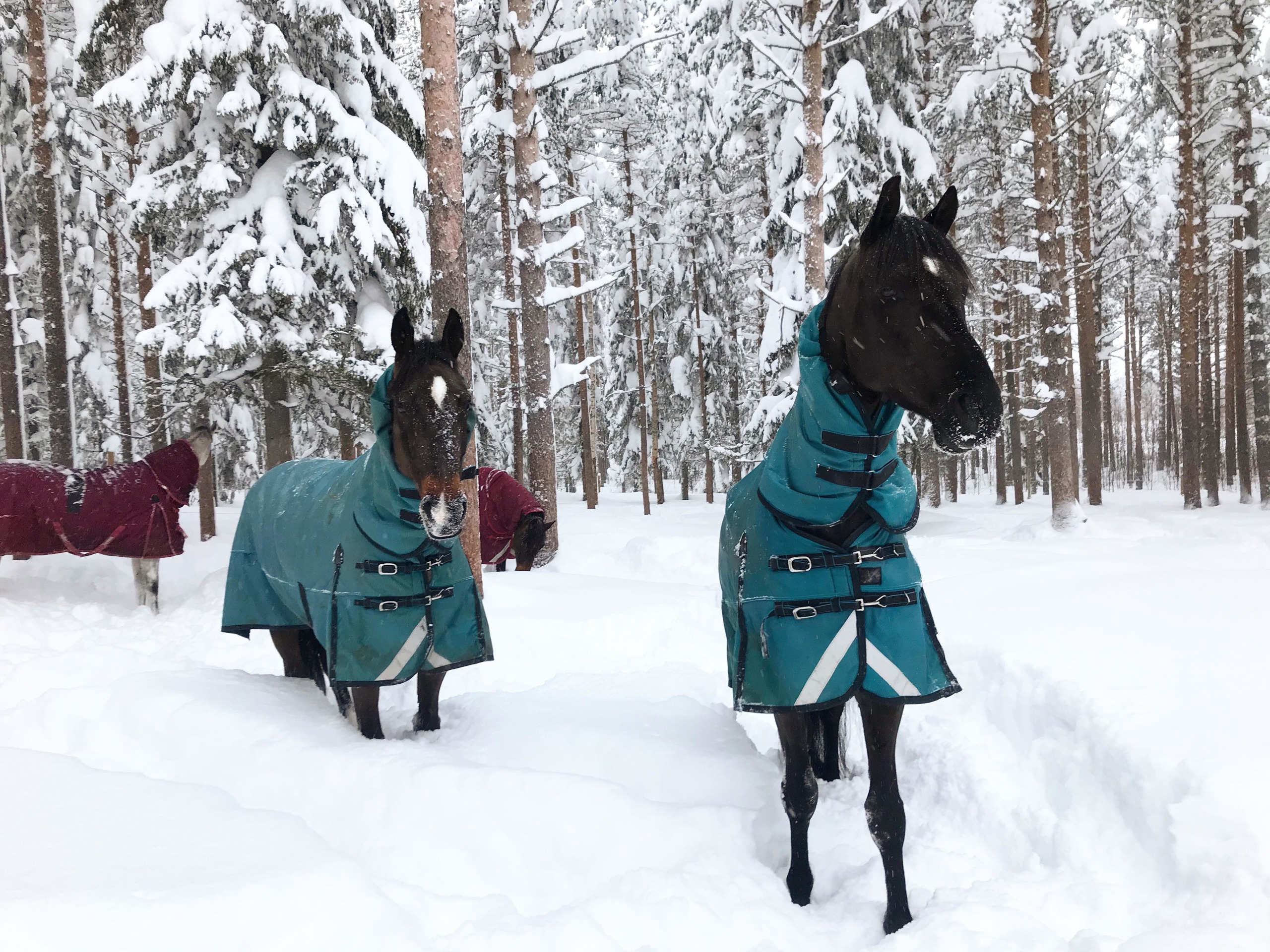 Snö1
