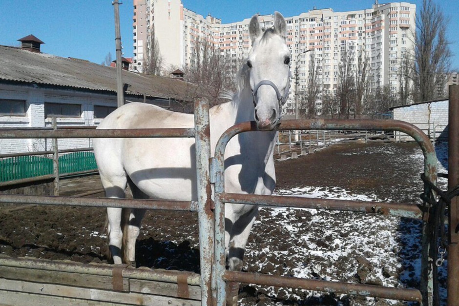 Kolla klippet: ”Hästar i krig behöver också se solen”