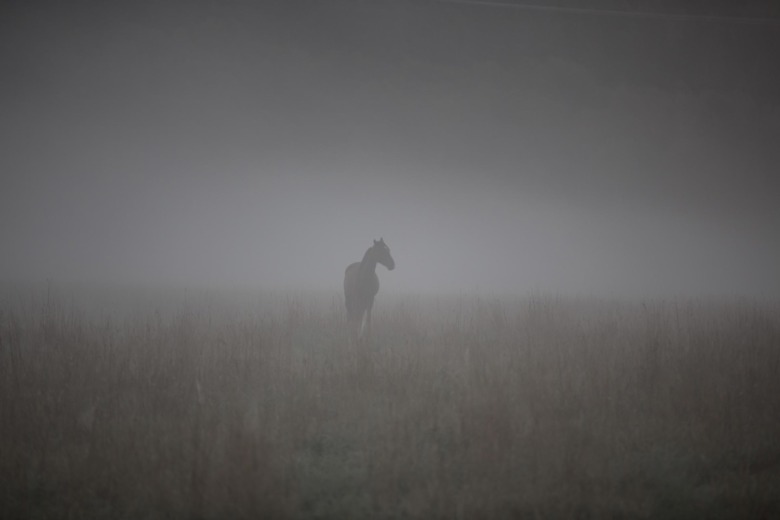 Hjälporganisation för Ukrainas hästar igång