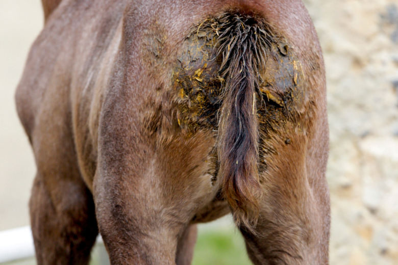 Rotavirus ger smittsam diarré hos föl