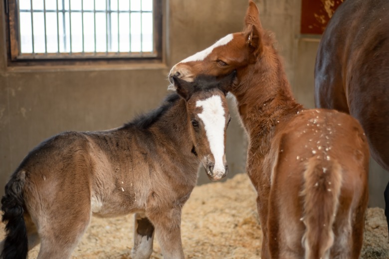 F&ouml;len Menhammar 1 Foto Emine Lundsten