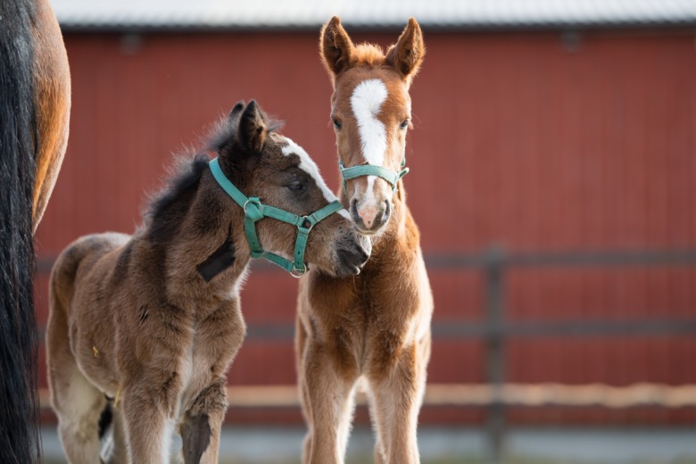F&ouml;len Menhammar 2 Foto Emine Lundsten