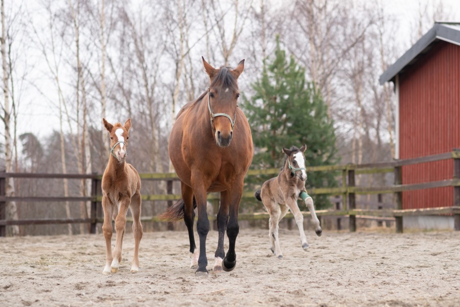 Föl räddades genom kejsarsnitt och fick en tvilling