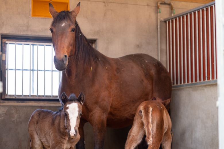 F&ouml;len Menhammar 5 Foto Emine Lundsten