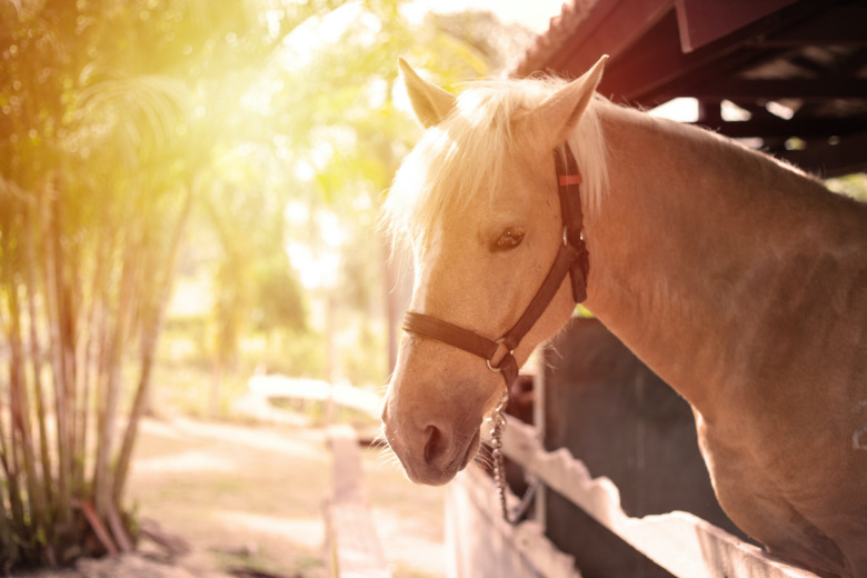 Större delen av alla hästar har inte registrerats