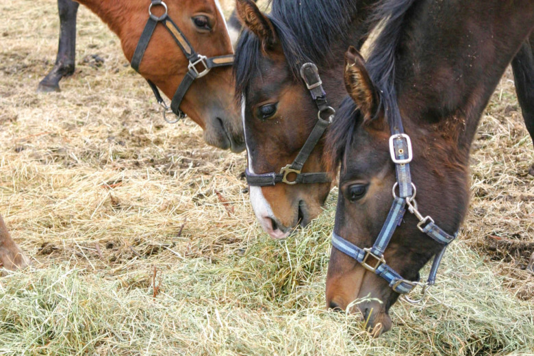 Experten om att skapa lugn vid fodringen